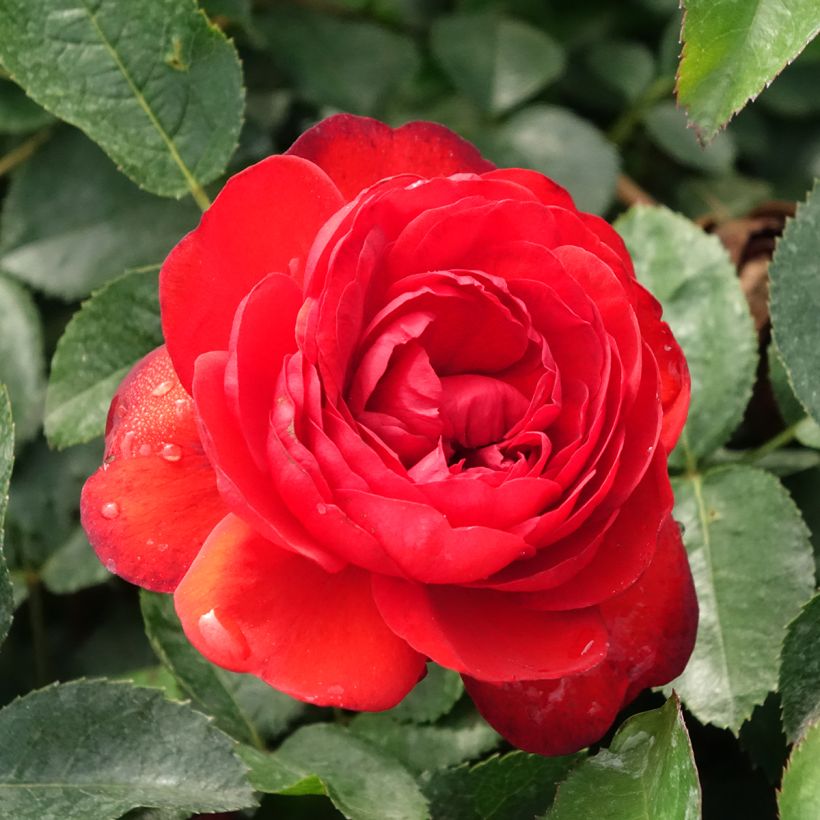 Rosa x polyantha Scarlet Bonica (Flowering)