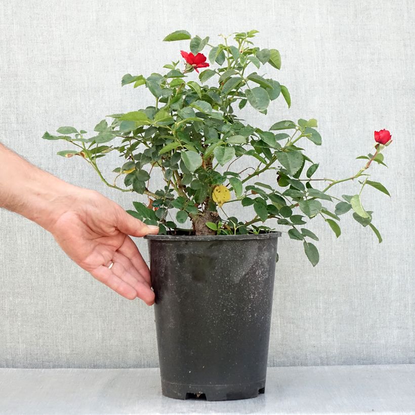 Rosa x polyantha Scarlet Bonica 4L/5L pot sample as delivered in summer