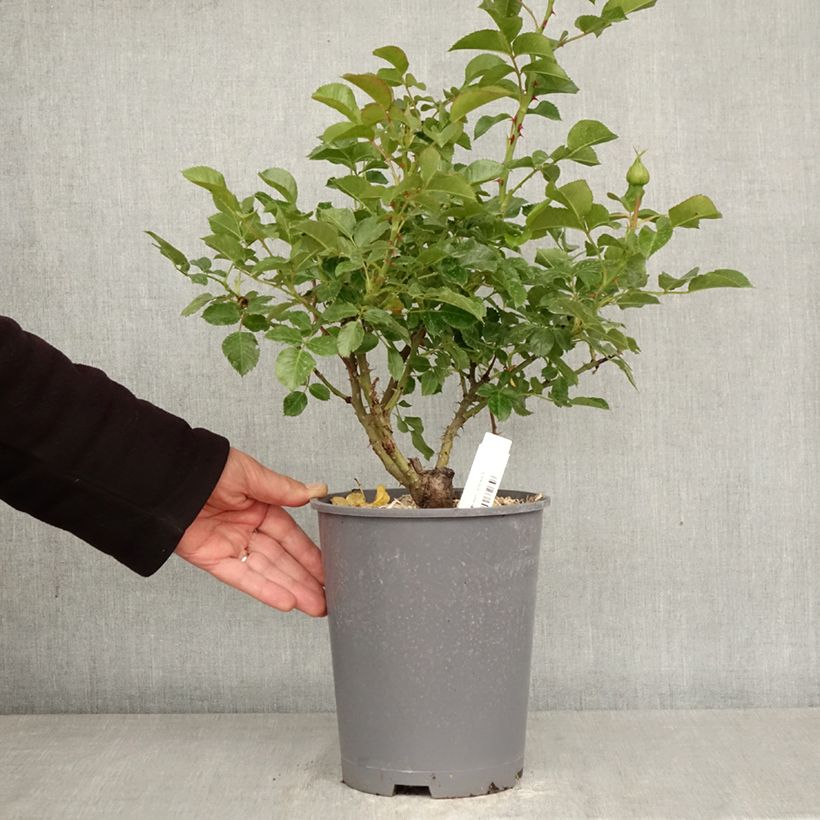 Rosa Soul - modern shrub rose 4L/5L pot sample as delivered in spring
