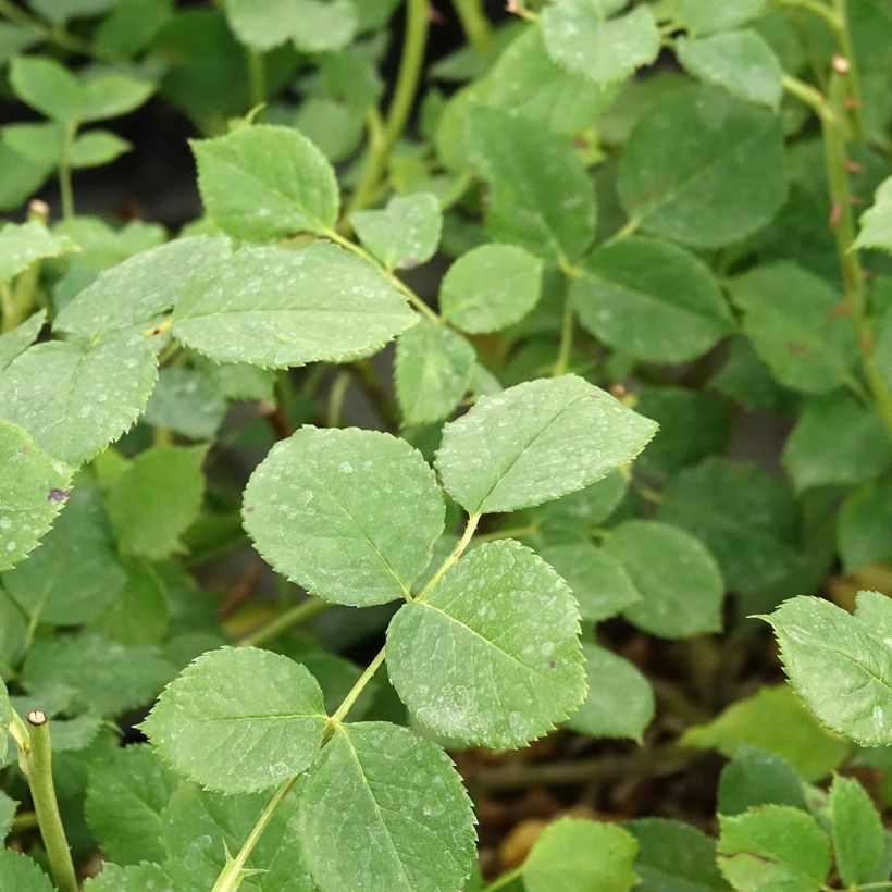 Rosa Soul - modern shrub rose (Foliage)