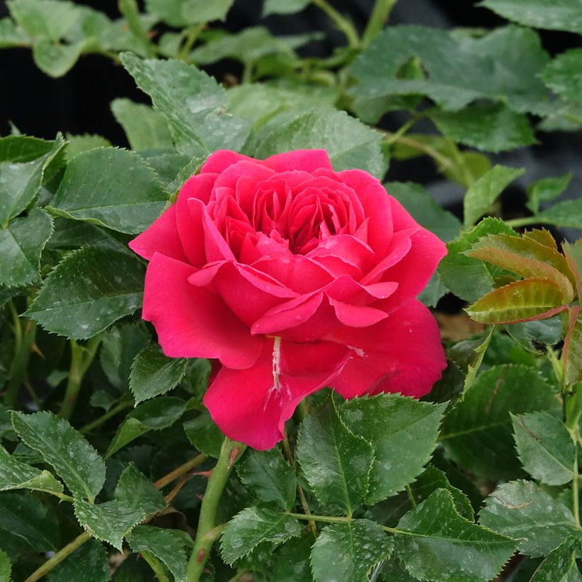 Rosa Soul - modern shrub rose (Flowering)
