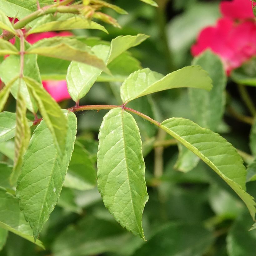 Rosa Vif Eclat - Hybrid Musk Rose (Foliage)