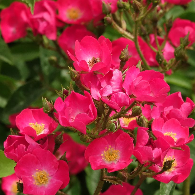 Rosa Vif Eclat - Hybrid Musk Rose (Flowering)