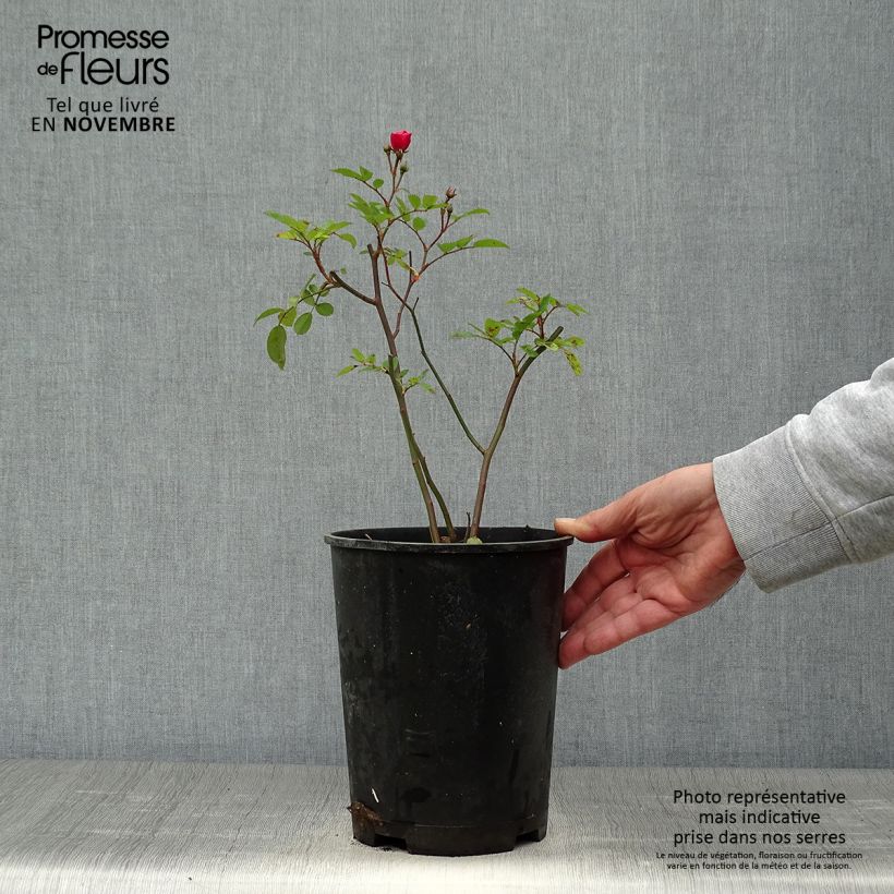 Rosa Vif Eclat - Hybrid Musk Rose 4L/5L pot sample as delivered in autumn