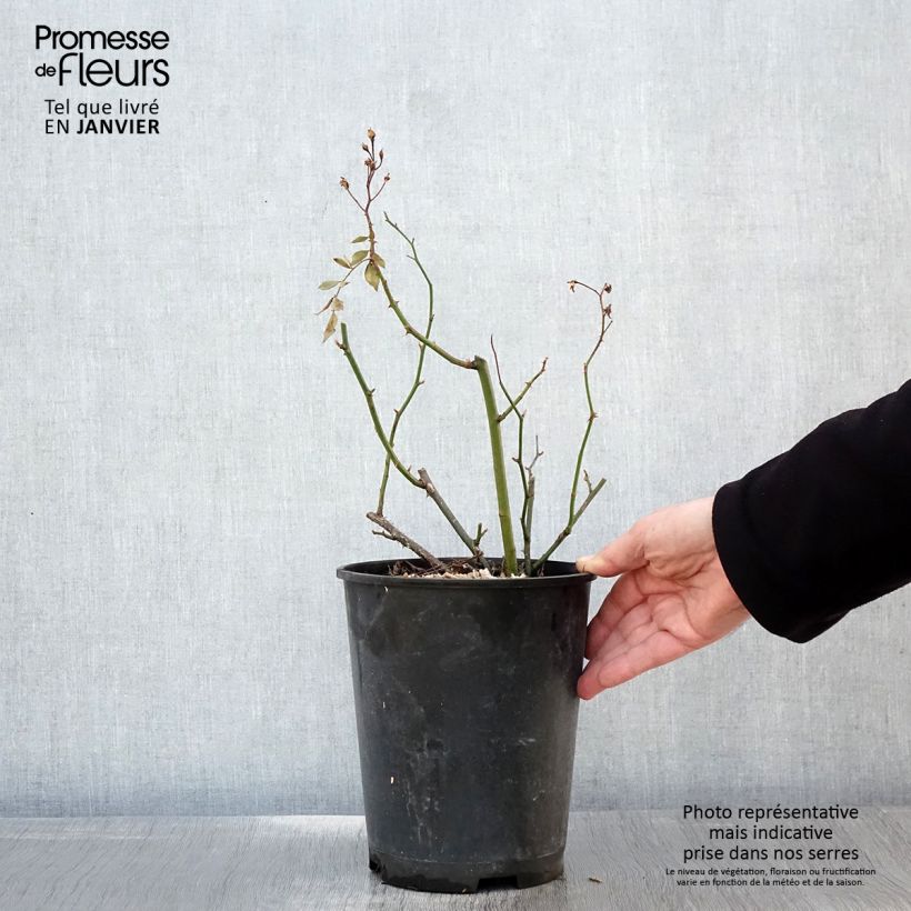 Rosa Vif Eclat - Hybrid Musk Rose 4L/5L pot sample as delivered in winter