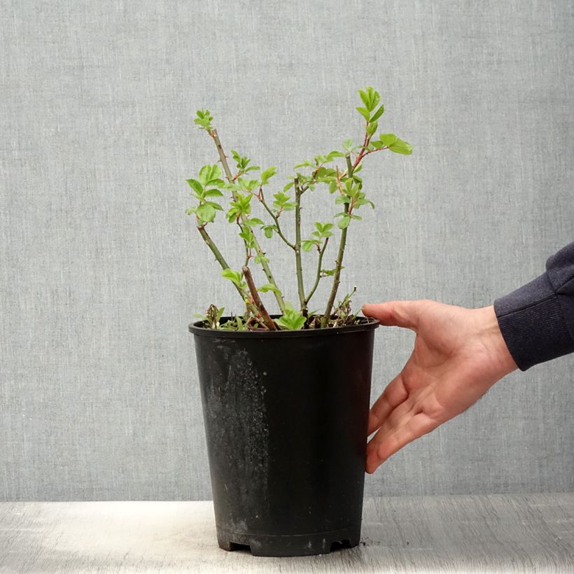 Rosa Waterloo - Hybrid Musk Rose 4L/5L pot sample as delivered in spring