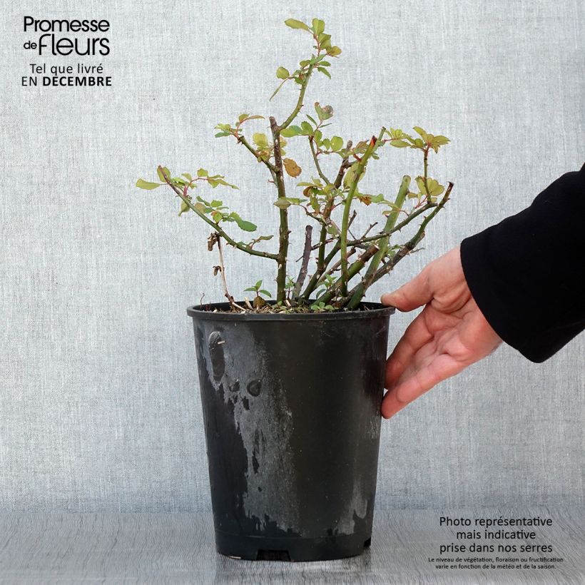 Rosa White Magic - shrub rose 4L/5L pot sample as delivered in autumn