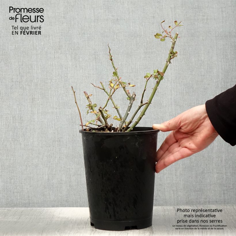 Rosa White Magic - shrub rose 4L/5L pot sample as delivered in winter