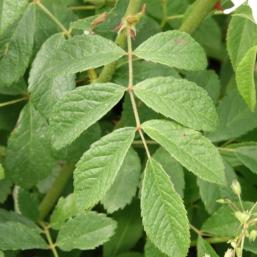 Rosa White Magic - shrub rose (Foliage)