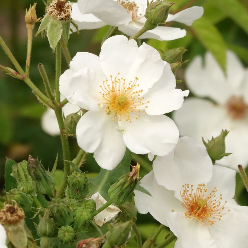 Rosa White Magic - shrub rose (Flowering)