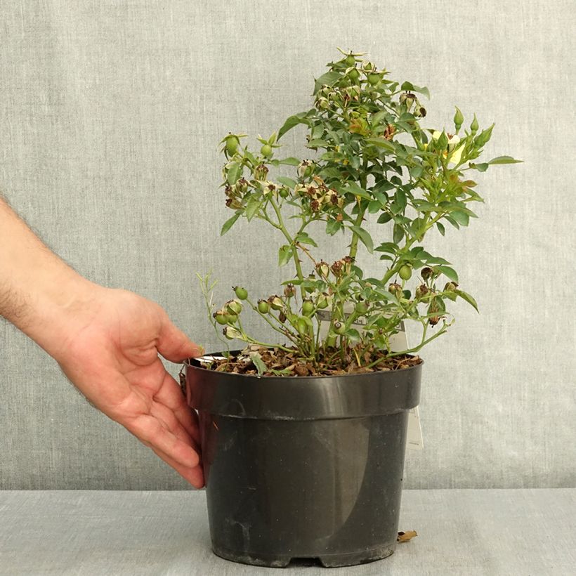 Rosa Floribunda Bee Gold - Floribunda rose 3L/4L pot sample as delivered in summer