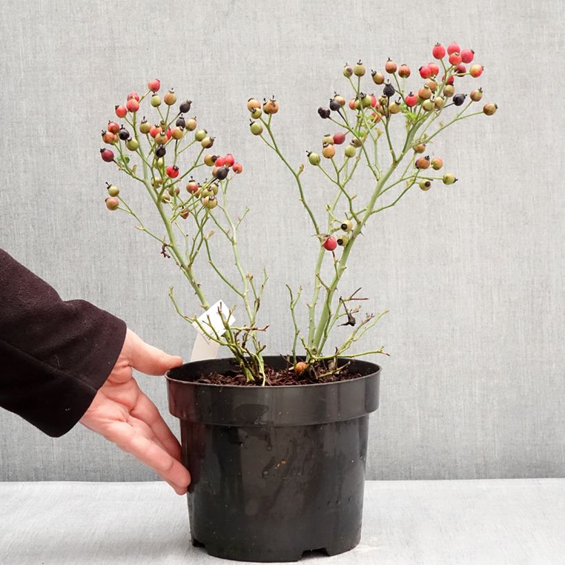 Rosa Bee Gold - Floribunda rose 3L/4L pot sample as delivered in winter