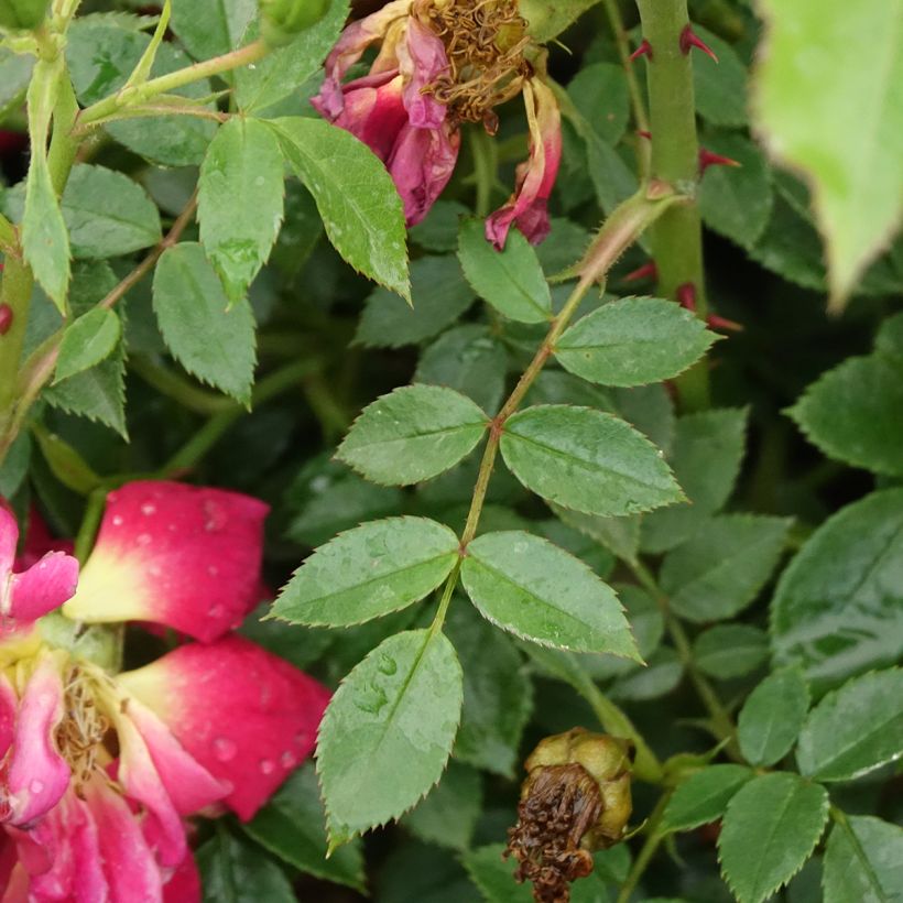 Rosa Bees Paradise Light Red - patio rose (Foliage)