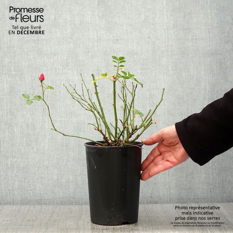Rosa Bees Paradise Pink - patio rose 3L/4L pot sample as delivered in autumn