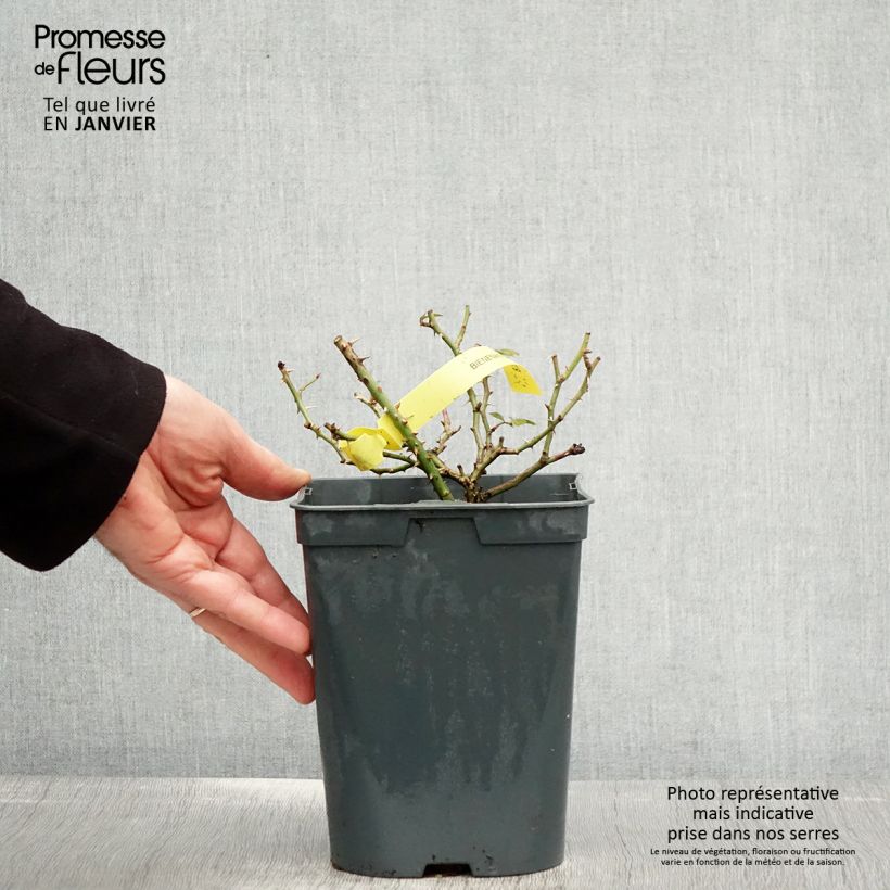 Rosa Bees Paradise Gelb - Patio Rose 3L/4L pot sample as delivered in winter