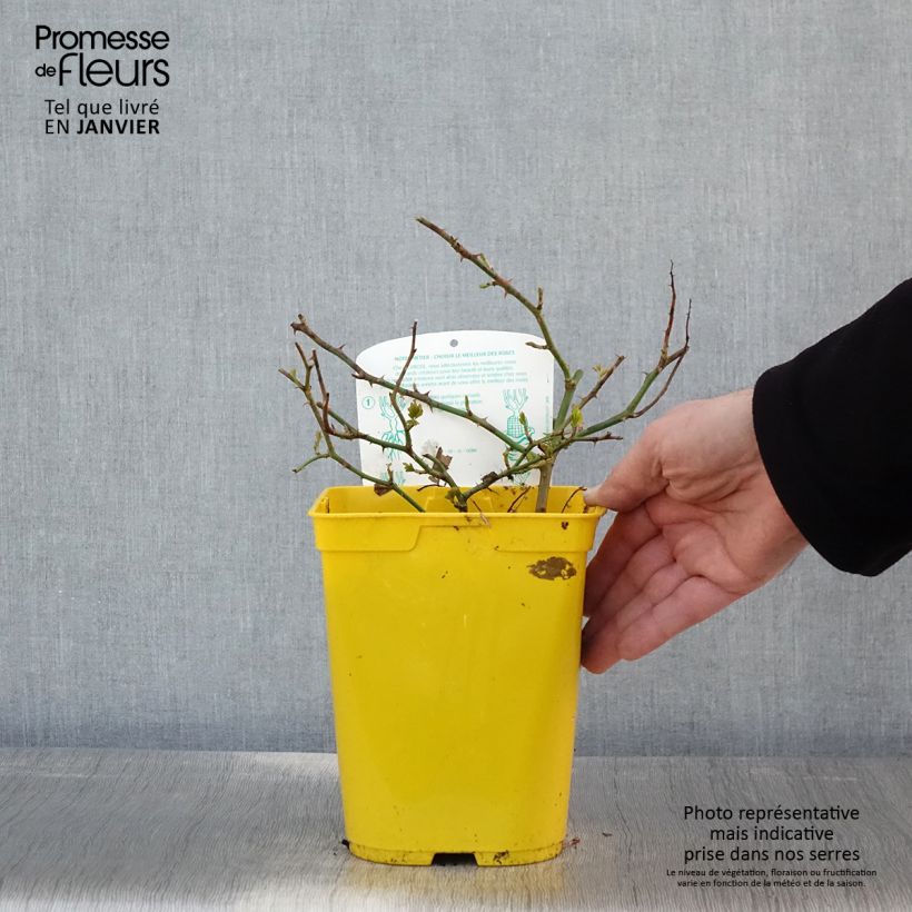 Rosa Bees Paradise Ivory - patio rose 3L/4L pot sample as delivered in winter