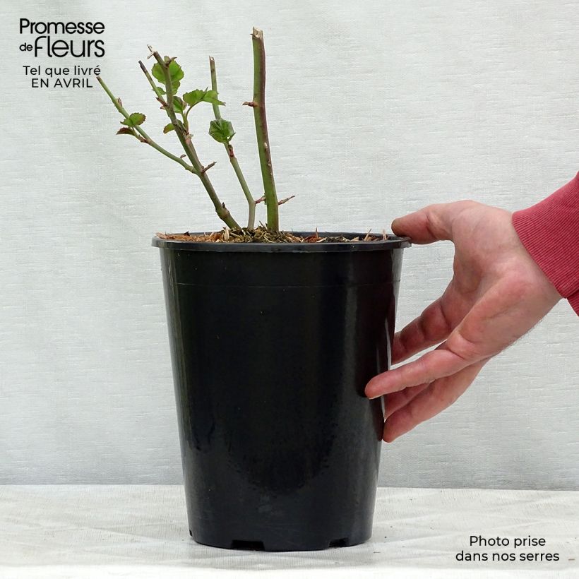 Rosa x floribunda Bentheimer Gold - Floribunda Rose 2L/3L pot sample as delivered in spring