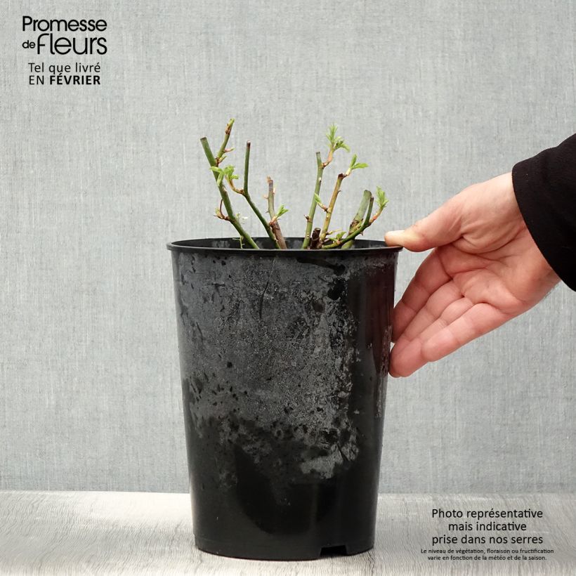 Rosa multiflora Bleu Magenta - Climbing Rose 4L/5L pot sample as delivered in winter