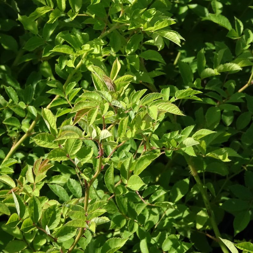 Rosa multiflora - Climbing Rose (Foliage)
