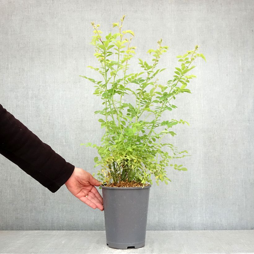 Rosa multiflora - Climbing Rose 3L/4L pot sample as delivered in spring