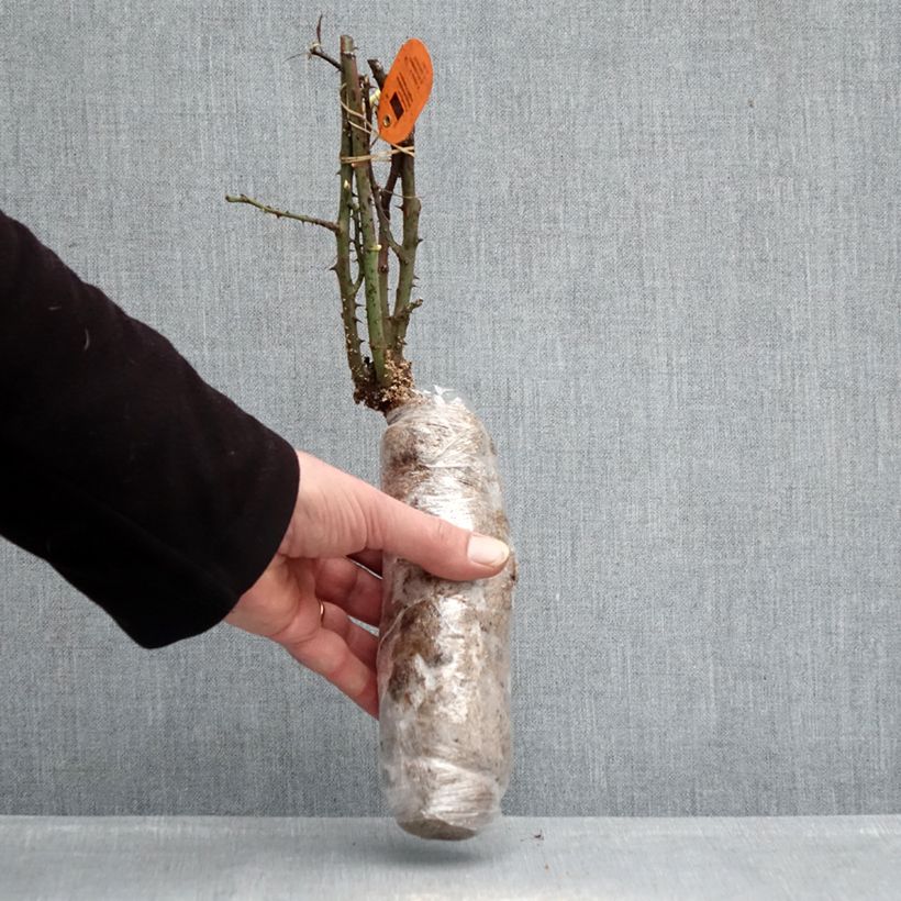 Rosa multiflora - Climbing Rose Wrapped bare root sample as delivered in winter