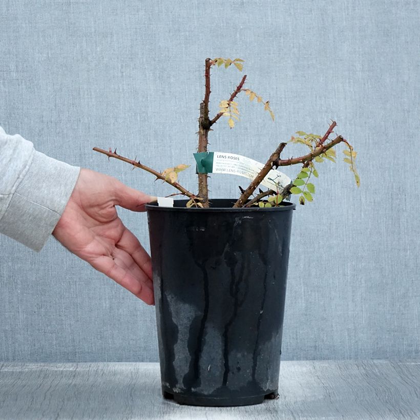 Rosa Bourgogne - Shrub Rose 4L/5L pot sample as delivered in autumn