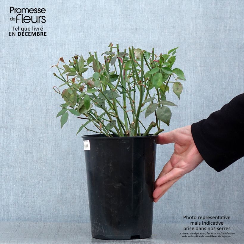 Rosa chinensis Viridiflora - Shrub Rose 4L/5L pot sample as delivered in autumn