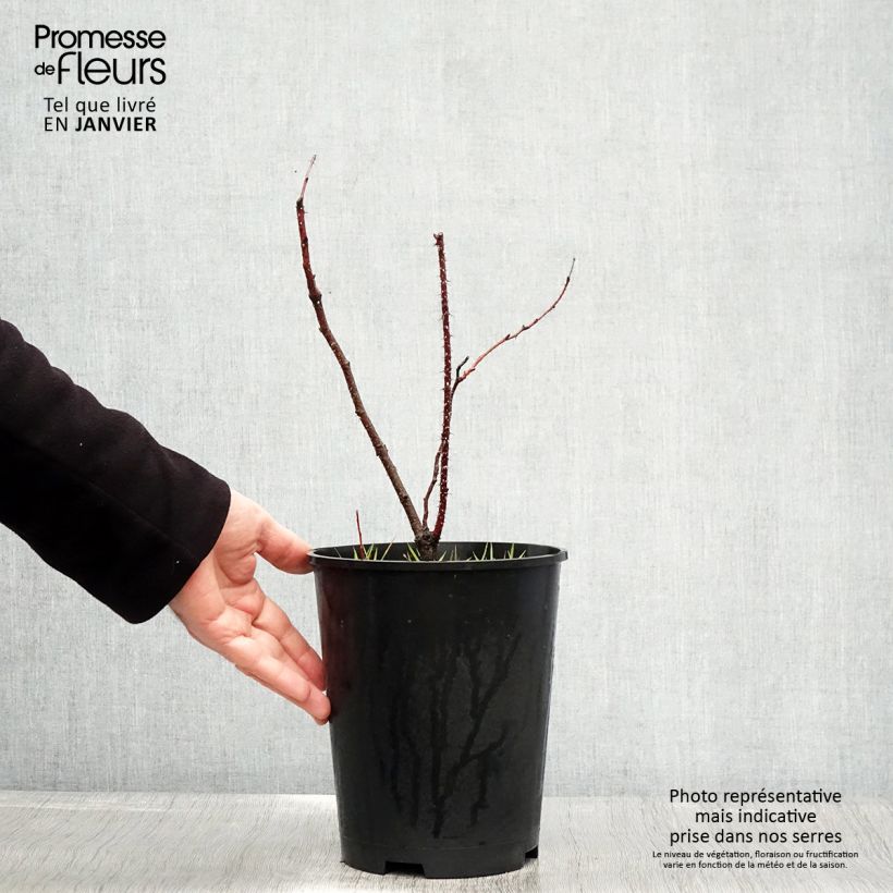 Rosa glauca Rubrifolia - Gallic Rose 2L/3L pot sample as delivered in winter