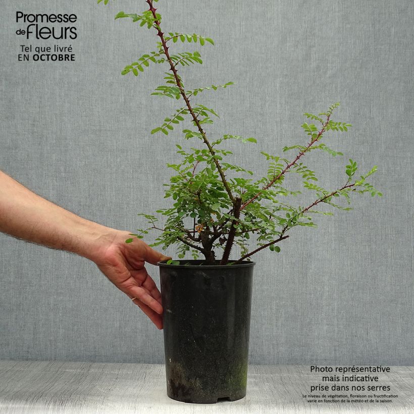 Rosa hugonis 3L/4L pot sample as delivered in autumn