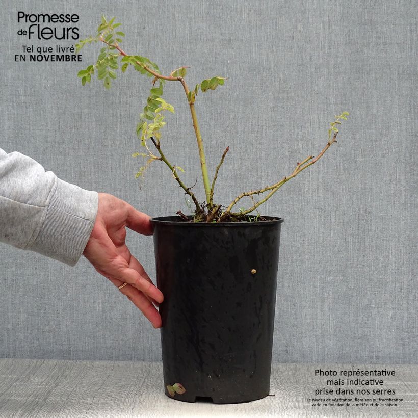 Rosa moyesii Geranium 3L/4L pot sample as delivered in autumn