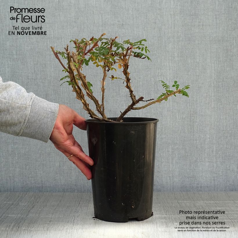 Rosa omeiensis Pteracantha 4L/5L pot sample as delivered in autumn
