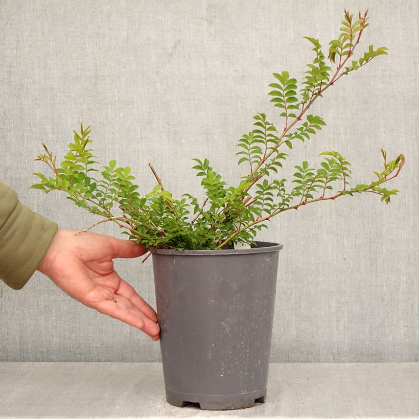 Rosa roxburghii Lampion 4L/5L pot sample as delivered in spring