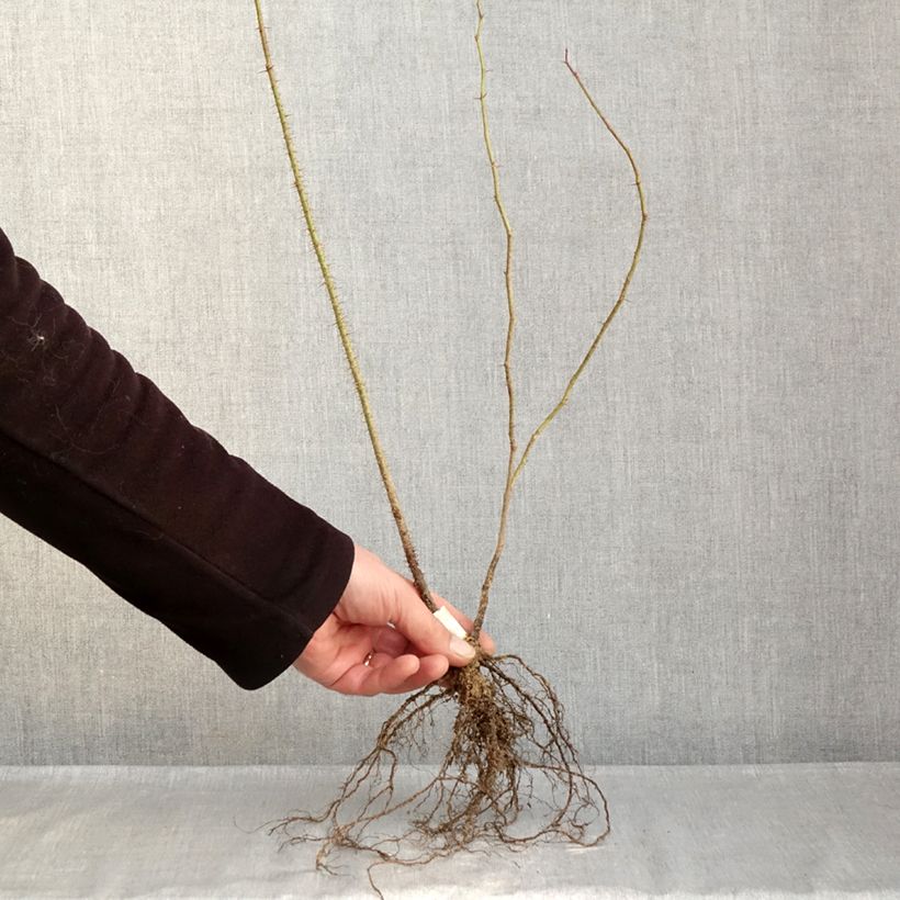 Rosa virginiana  Bare root sample as delivered in winter