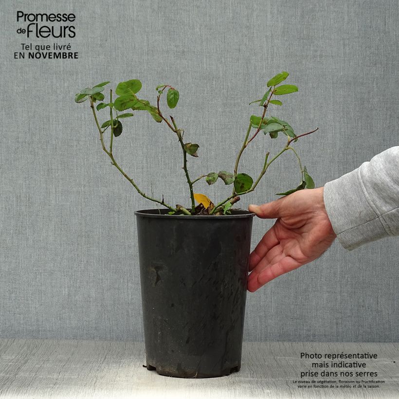 Rosa Nostalgic Rose - Eisvogel - Shrub Rose 4L/5L pot sample as delivered in autumn