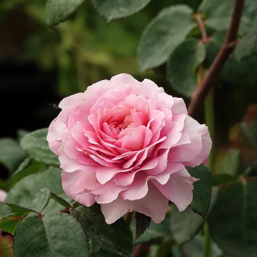 Rosa Nostalgic Rose - Eisvogel - Shrub Rose (Flowering)