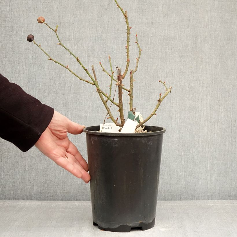 Rosa Pascali - Hybrid Tea Rose 4L/5L pot sample as delivered in winter