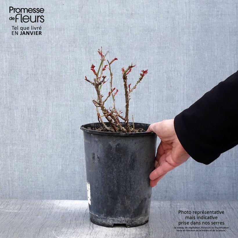 Rosa Amber Sun 2L/3L pot sample as delivered in winter