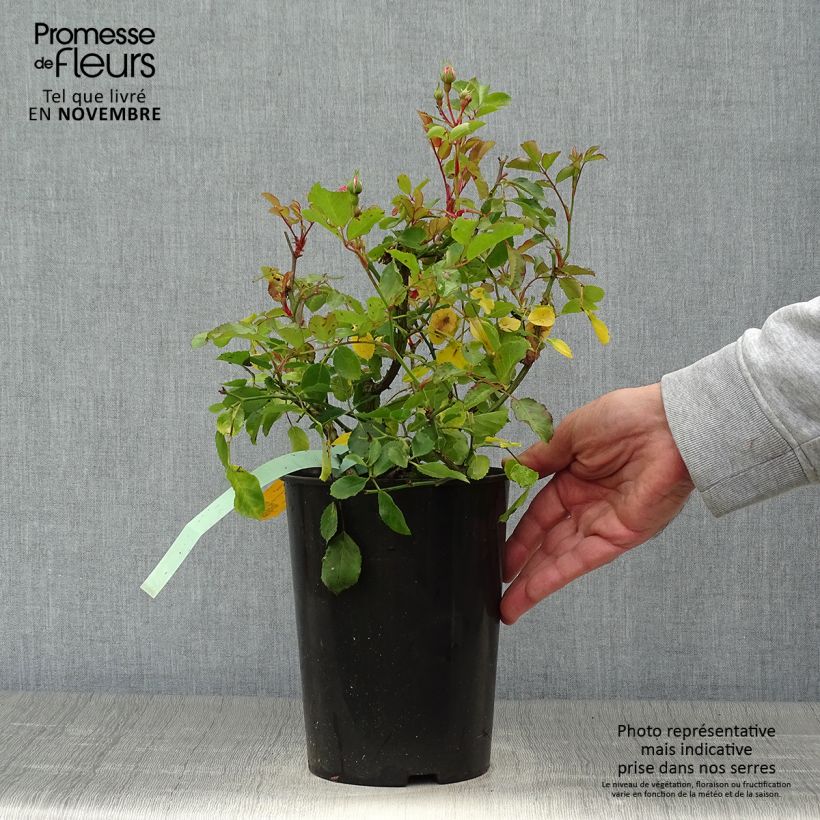 Rosa x floribunda 'Amica' Rigo Rosen - Groundcover Rose  3L/4L pot sample as delivered in autumn