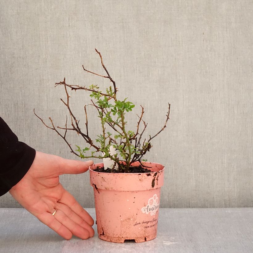 Rosa polyantha Amirose  - Groundcover Rose 12cm pot sample as delivered in winter