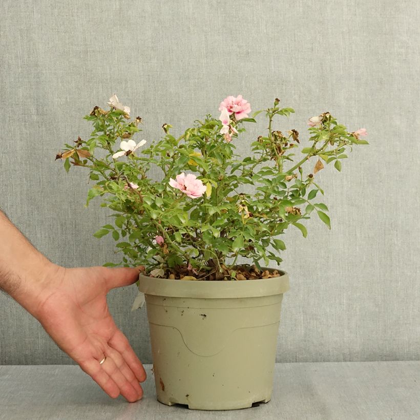 Rosa polyantha Amirose  - Groundcover Rose 3L/4L pot sample as delivered in summer