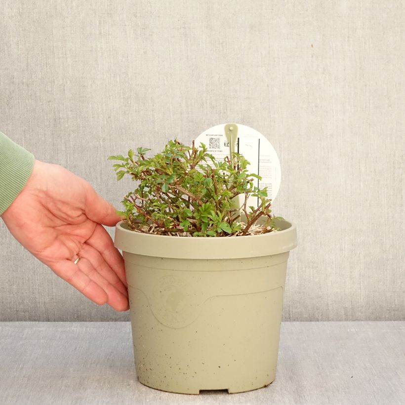 Rosa polyantha Amirose  - Groundcover Rose 3L/4L pot sample as delivered in winter