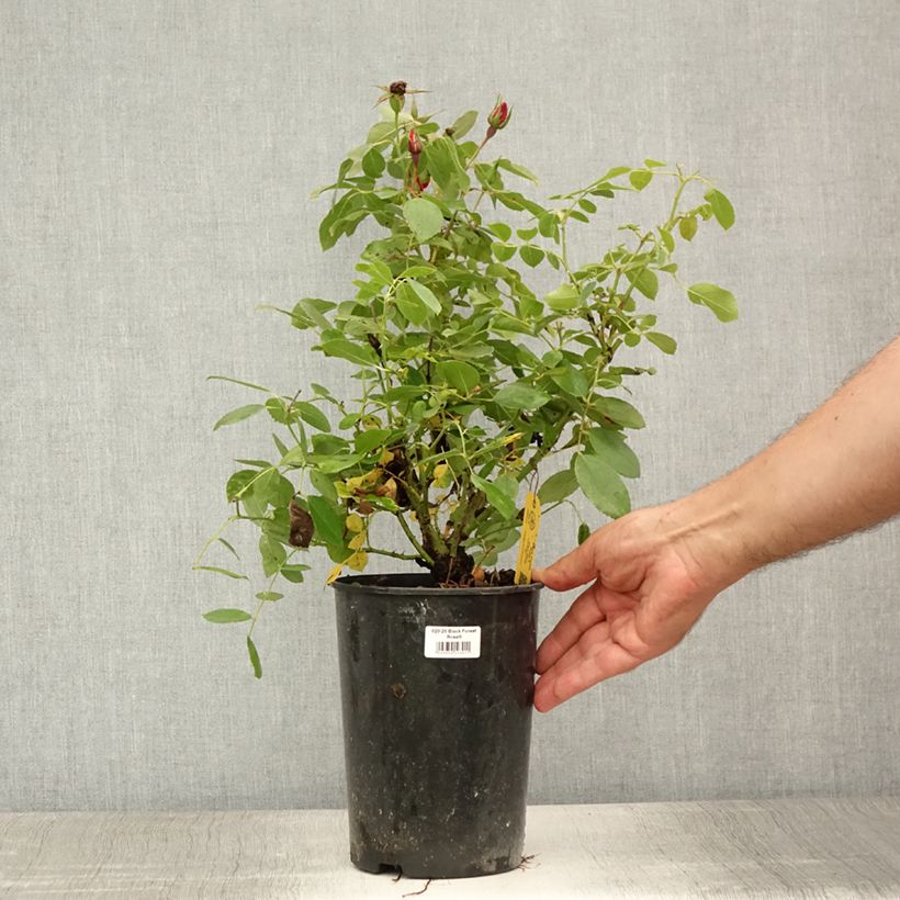 Rosa Black Forest Rose - Floribunda Rose 4L/5L pot sample as delivered in summer