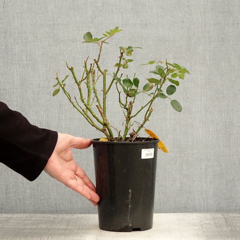 Rosa Black Forest Rose - Floribunda Rose 4L/5L pot sample as delivered in winter