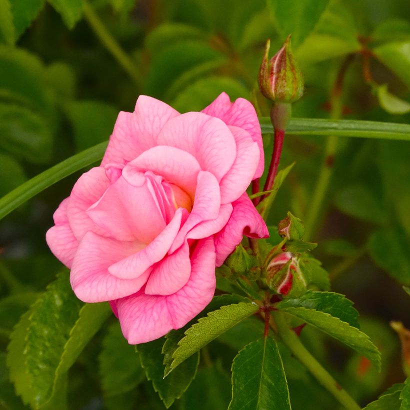 Rosa 'Country Dream' - Groundcover Rose (Flowering)