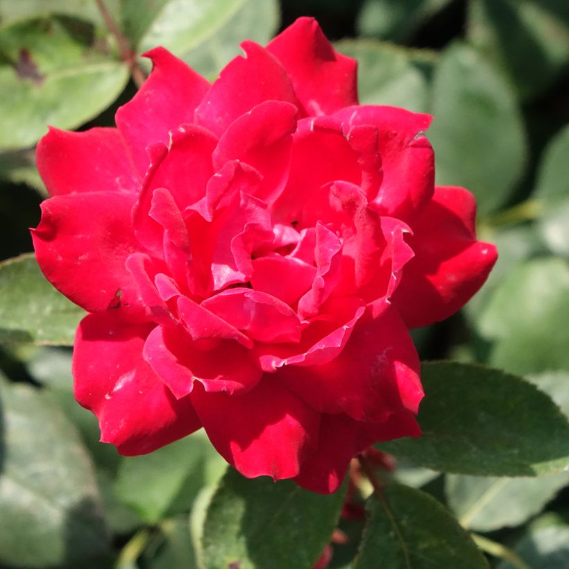 Rosa Double Knock Out - Groundcover Rose (Flowering)