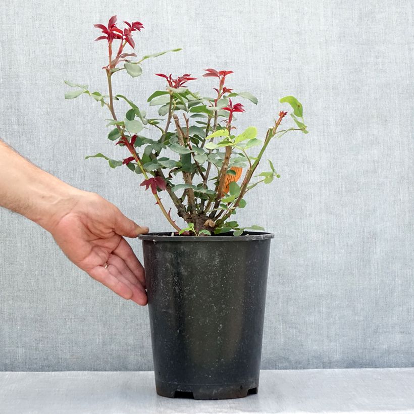 Rosa Double Knock Out - Groundcover Rose 4L/5L pot sample as delivered in summer