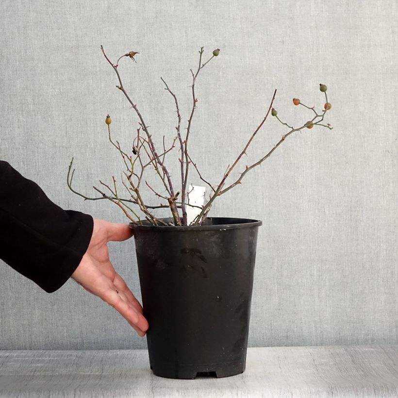 Rosa Happy Chappy - Ground Cover Rose 3L/4L pot sample as delivered in winter