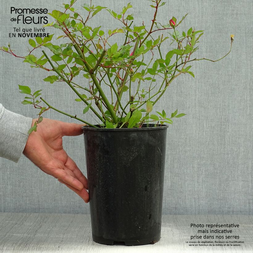 Rosa Lavender Dream 2L/3L pot sample as delivered in autumn