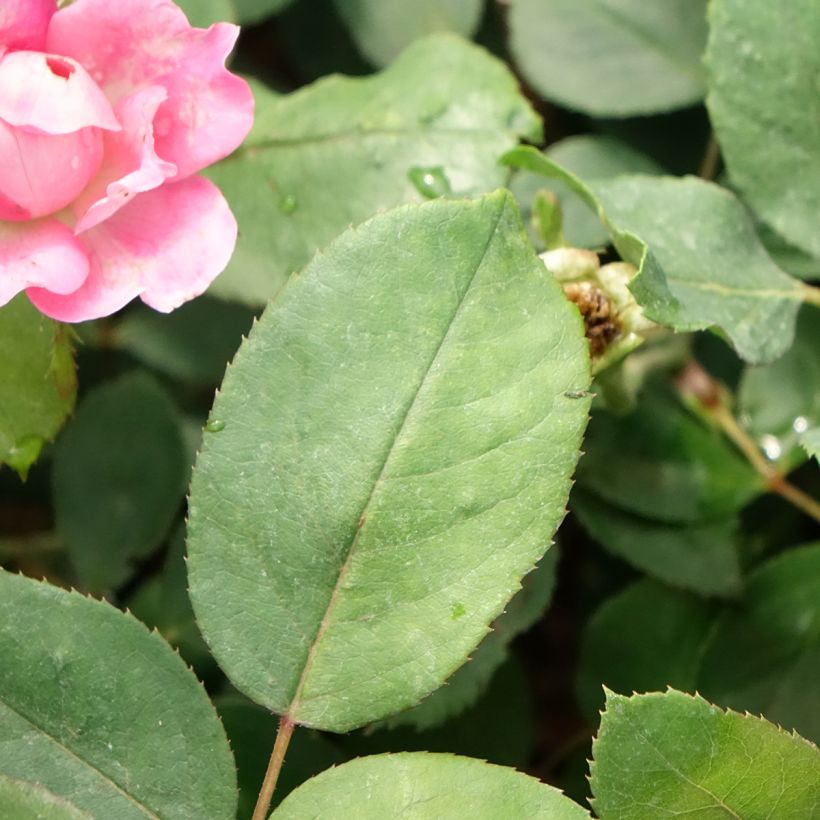 Rosa Pink Double Knock Out - Groundcover Rose (Foliage)