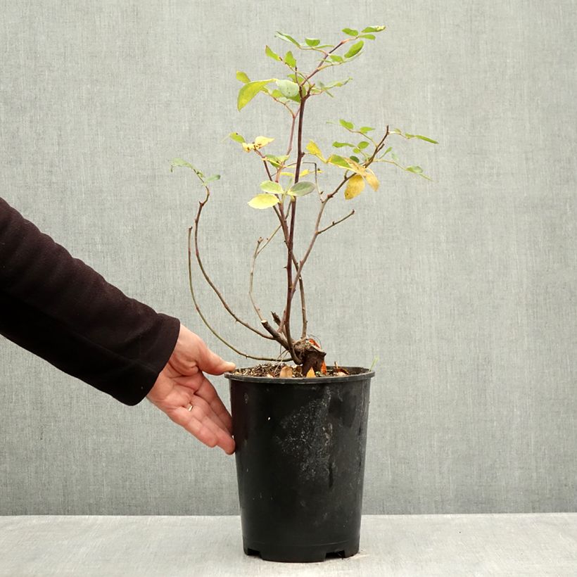 Example of Rosa Pink Double Knock Out - Groundcover Rose 4L/5L pot as you get in automne